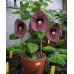 Кирказон трубчатый (Aristolochia)